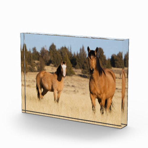 Wild Horses Steens Mountains Photo Block
