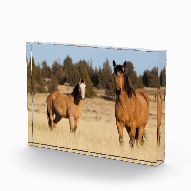 Wild Horses, Steens Mountains Photo Block (Right)