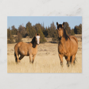 Wild Horses, Steens Mountains Postcard