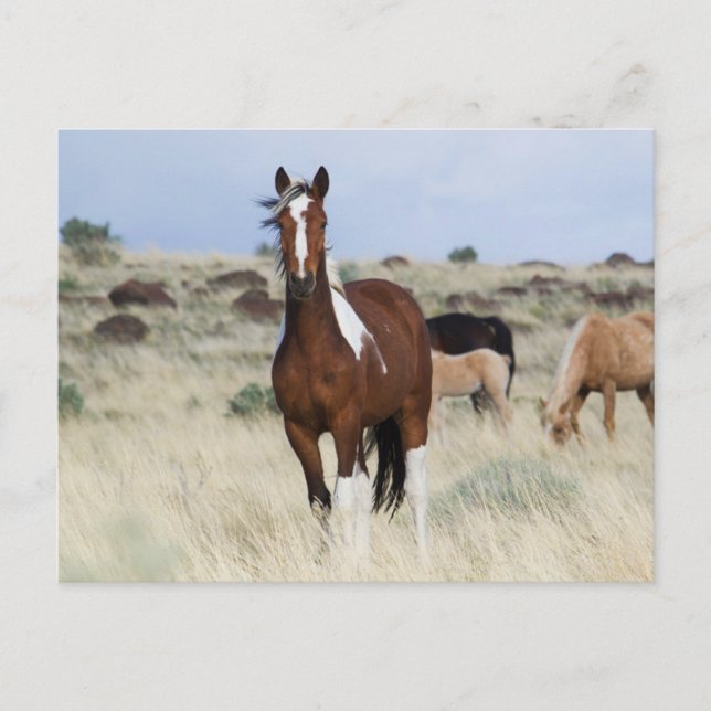 Wild Horses, Steens Mountains Postcard (Front)