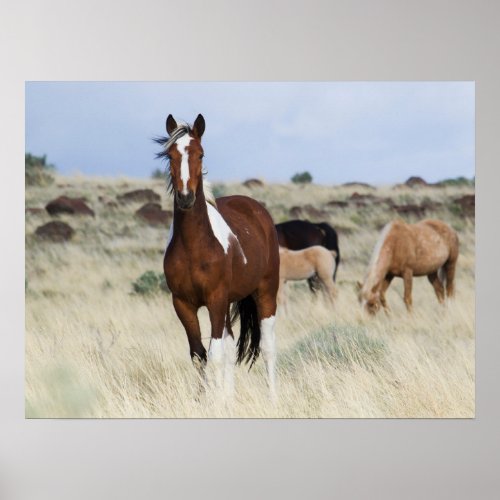 Wild Horses Steens Mountains Poster
