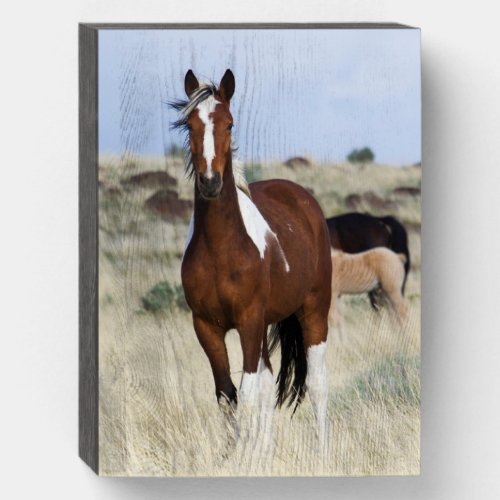 Wild Horses Steens Mountains Wooden Box Sign