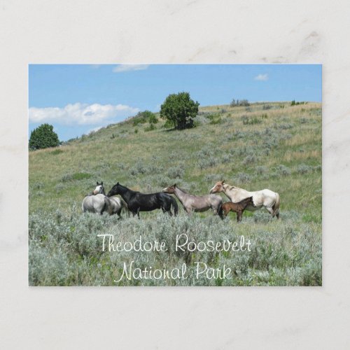 Wild Horses Theodore Roosevelt NP North Dakota Postcard