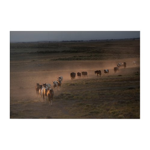 Wild Horses Walking Towards Desert Acrylic Print