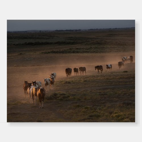 Wild Horses Walking Towards Desert Foam Board