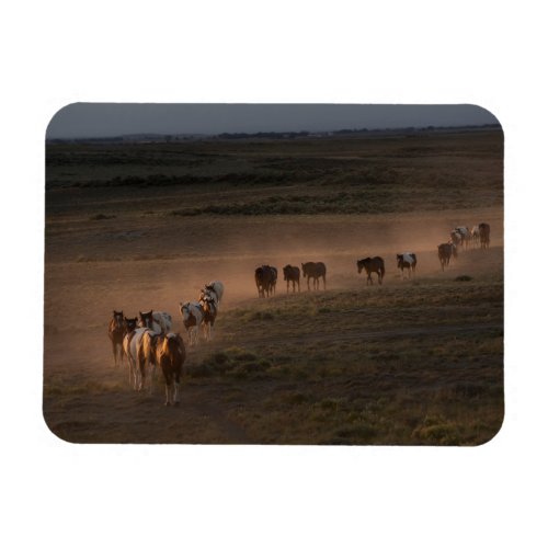 Wild Horses Walking Towards Desert Magnet