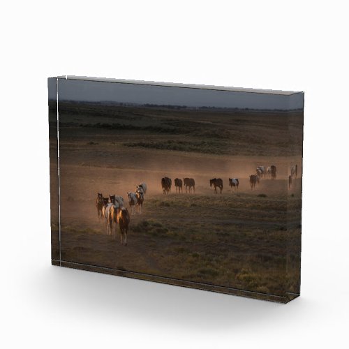 Wild Horses Walking Towards Desert Photo Block