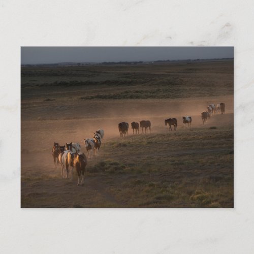 Wild Horses Walking Towards Desert Postcard