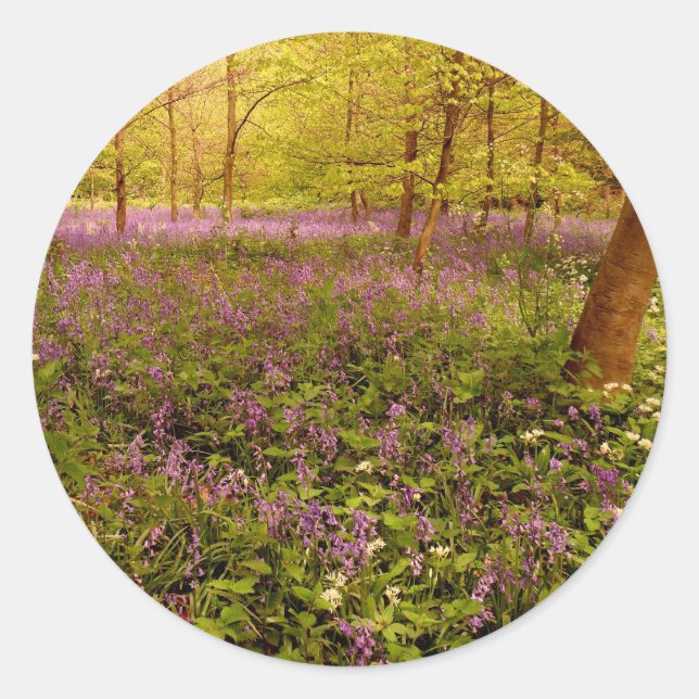 Wild hyacinth "scilla non-scripta" classic round sticker (Front)