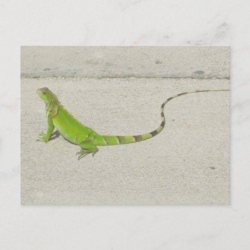 Wild Iguana Postcard
