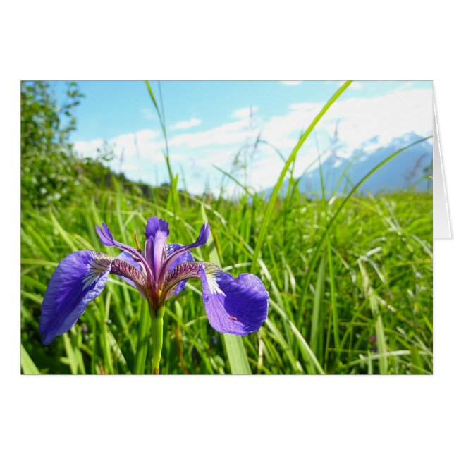 Wild Iris and Alaskan Landscape Cards (Front Horizontal)