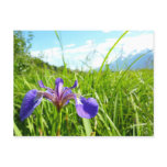 Wild Iris and Alaskan Landscape Postcard