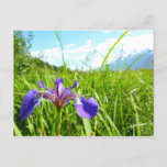 Wild Iris and Alaskan Landscape Postcard