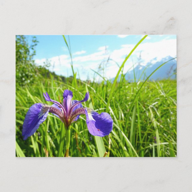 Wild Iris and Alaskan Landscape Postcard (Front)