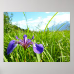 Wild Iris and Alaskan Landscape Poster