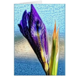 Wild Iris Cards