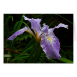 Wild Iris Flower Purple Floral