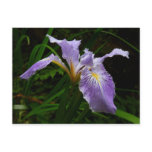 Wild Iris Flower Purple Floral Postcard