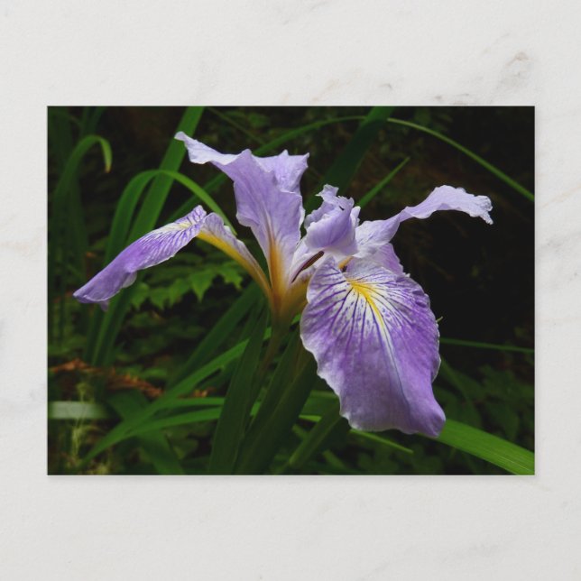 Wild Iris Flower Purple Floral Postcard (Front)