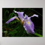 Wild Iris Flower Purple Floral Poster