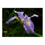 Wild Iris Flower Purple Floral Poster