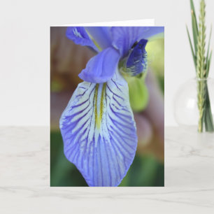 Wild Iris Greeting Card