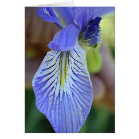Wild Iris Greeting Card