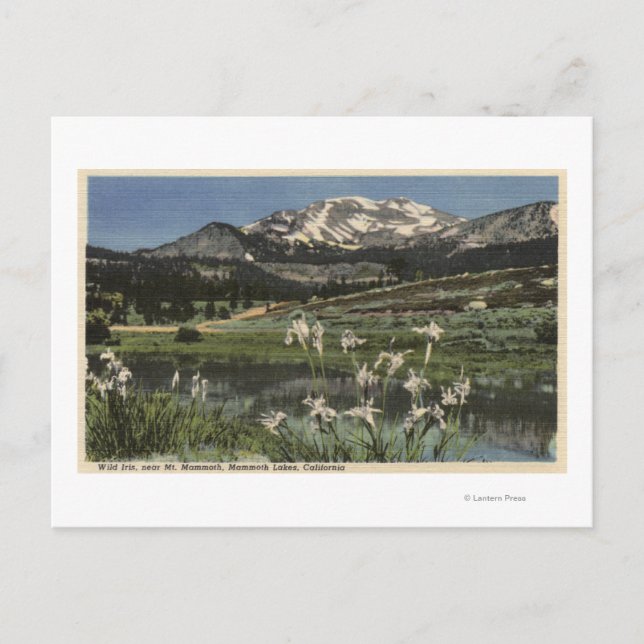 Wild Iris Growing Near Mt. Mammoth Postcard (Front)