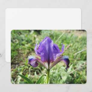 Wild Iris Holiday Card