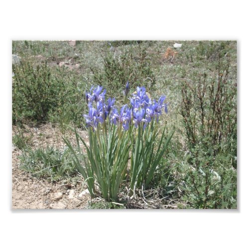 Wild Iris Photo Print