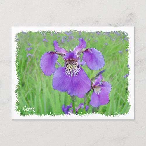Wild Iris _ Postcard