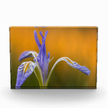 Wild Iris Wildflower in Alpenglow Reflection