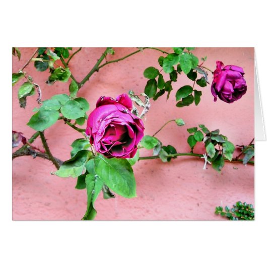 Wild Irish Rose Card (Front Horizontal)