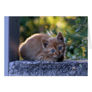 Wild Italian kitten Cards
