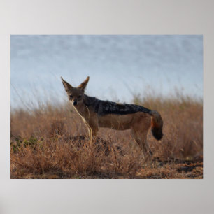 Wild Jackal Poster