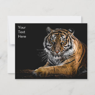 Wild Jungle Animal Tiger