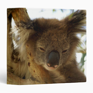 Wild koala sleeping on eucalyptus tree, Photo 3 Ring Binder