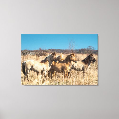 Wild Konik ponies Wicken Fen Cambridgeshire UK Canvas Print