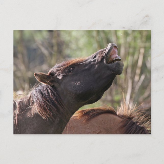 wild konik stallion postcard (Front)
