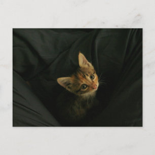 Wild L. Postcard
