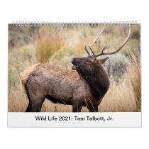 Wild Life 2021 Calendar Wild Life 2021 Calendar