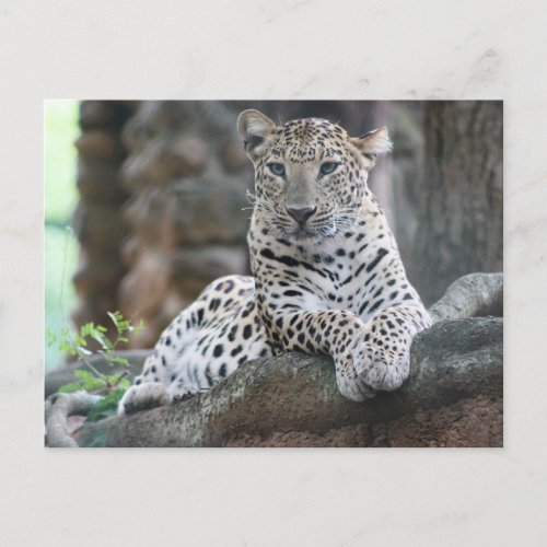 Wild Life Leopard Lies On A Tree Branch Postcard
