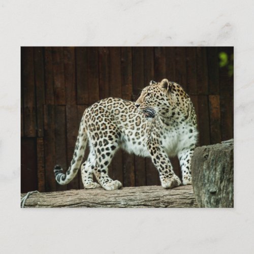 Wild Life Leopard Looking Back Over Its Shoulder Postcard