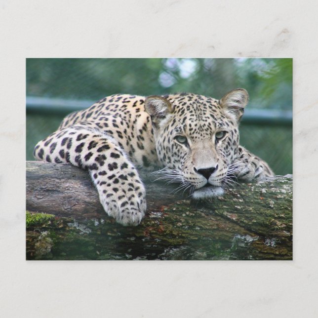 Wild Life Leopard Lying On The Tree Log Postcard (Front)