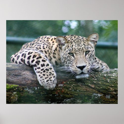 Wild Life Leopard Lying On The Tree Log Poster