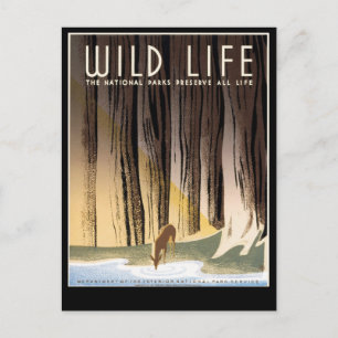 Wild Life Postcard