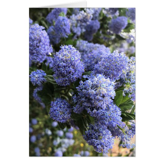 Wild Lilacs Cards (Front)