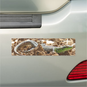 Wild Lizard Nature Photography Rustic Car Magnet