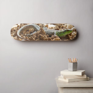 Wild Lizard Nature Photography Rustic  Skateboard