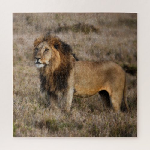 Wild Male African Lion Jigsaw Puzzle